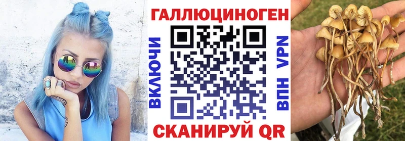 Псилоцибиновые грибы Cubensis  хочу   Данилов 